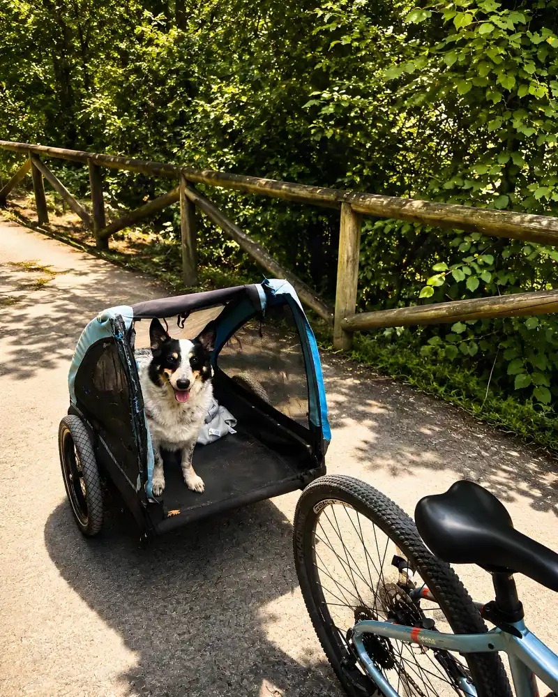 Remolque para perros enganchado a una bicicleta en el punto de alquiler